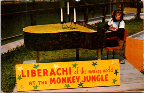 Monkey jungle liberachi - jungle,