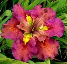 Iris Lousiana Festival