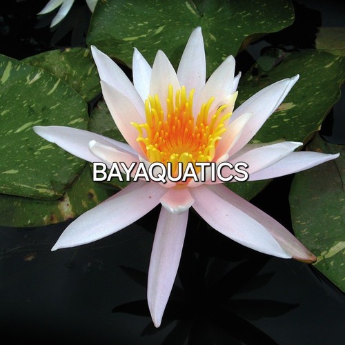 Water lily nymphaea - water,