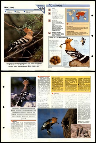 Hoopoe birds wildlife - wildlife, fact