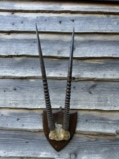 Taxidermy Gemsbok Horns skull