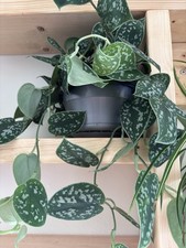 Satin Pothos House Plant Cutting Unrooted Scindapsus Pictus Argyraeus