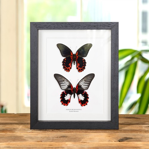 Scarlet mormon butterfly male - scarlet,