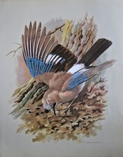 SALE! Vintage bird book plate