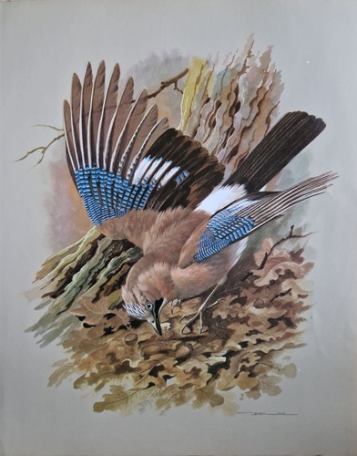 Sale vintage bird book - vintage,