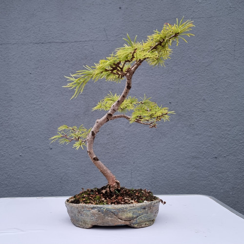 Pinus bonsai tree needle - tree,
