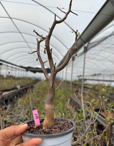 Rare live house plant - live, bursera