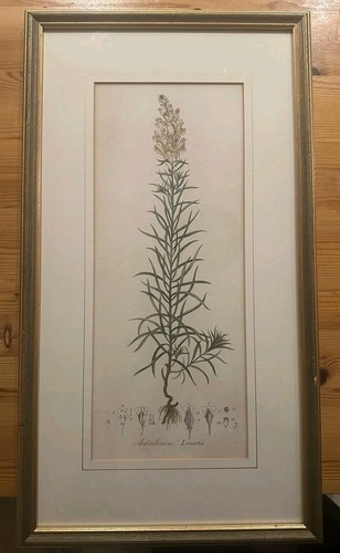 18th century botanical - 18th,
