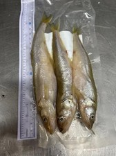 xxl Smelt - Frozen Dead Baits