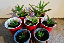 Aloe Vera Plants 3. Medicinal. All Sizes Vary Ready to Plant. Indoors Or House. 