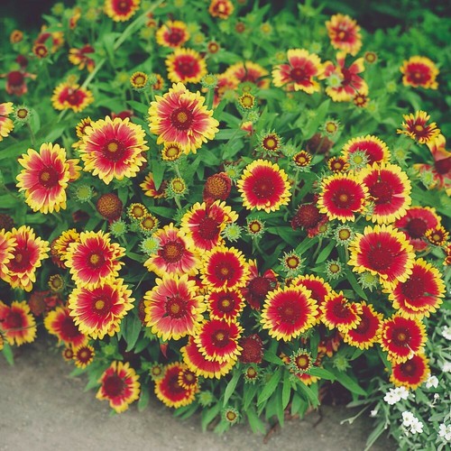 Gailardia goblin seeds 20 - goblin,