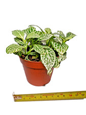 Fittonia White vein Nerve