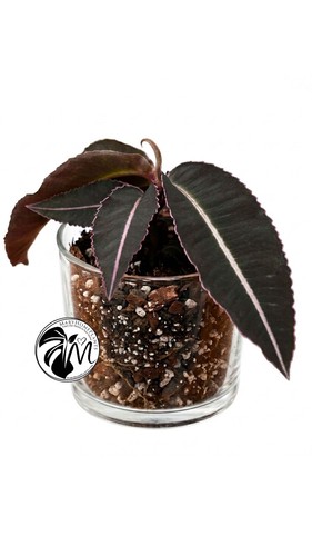 Labisia pumila - labisia,