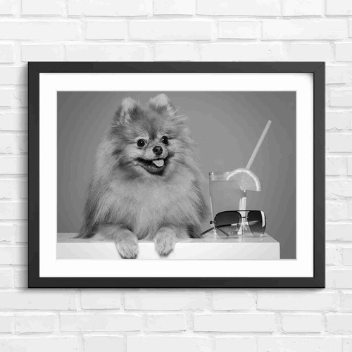 Cute fluffy brown pomeranian - fluffy,