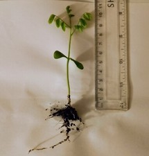 Japanese Pagoda tree seedling