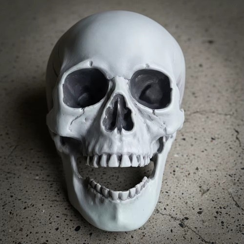 Realistic skull skeleton head - realistic,