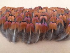 100 Cock Pheasant Neck Feathers 1" to 2" - Jewellery Crafting, Fly Tying