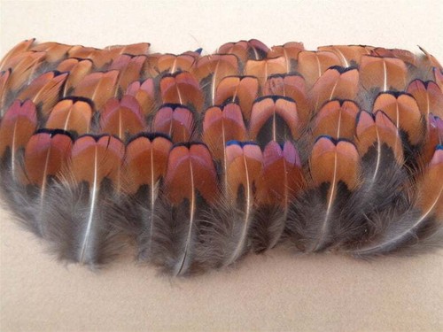 100 cock pheasant - pheasant, neck