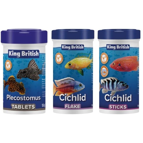King british cichlid - king,