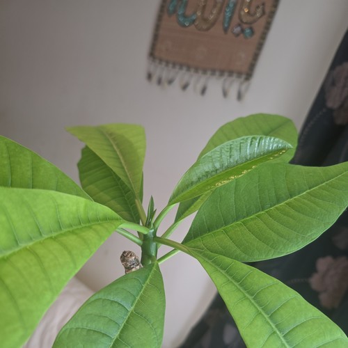 White plumeria plant - white,