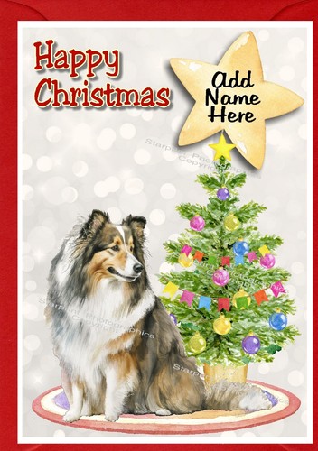 Sheltie dog shetland - sheltie,