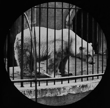 Magic Lantern Slide POLAR BEAR IN AN ENCLOSURE C1890 EARLY ZOO PHOTO ANTIQUE 