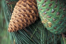 Monterey Pine Seeds | Pinus