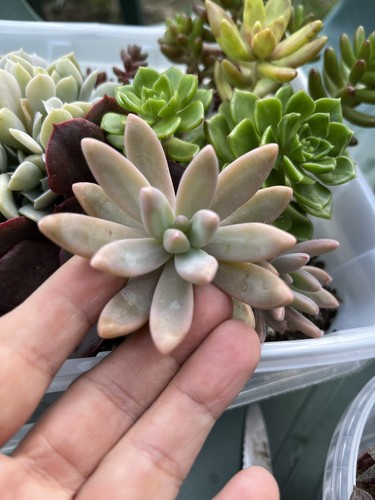 Graptosedum darley sunshine - 5x,