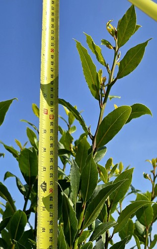 Laurus nobilis bay - bay, laurel