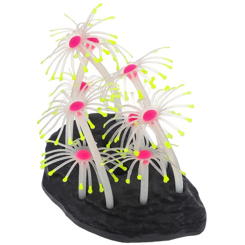 Aquarium sea anemone adorn - aquarium,