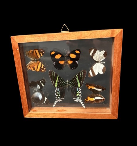 Vtg butterflies moths framed - butterflies,