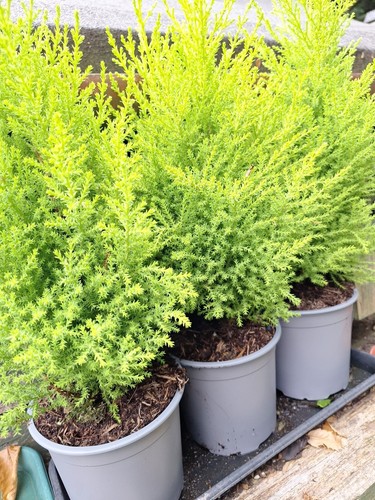 Conifer cupressus macrocarpa - cupressus,
