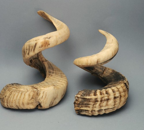 Two ram horns unpolished - ram,