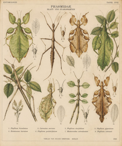 1923 leaf insect stick - 6.,