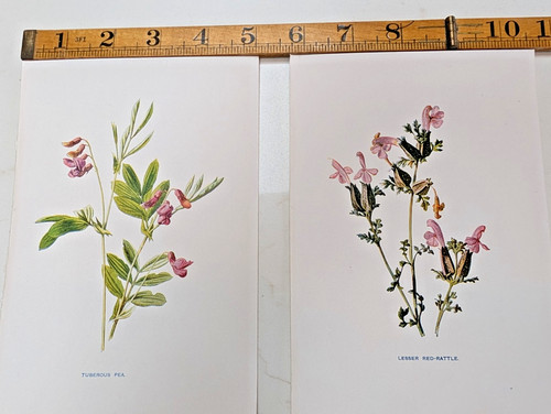 Original antique botanical - original,