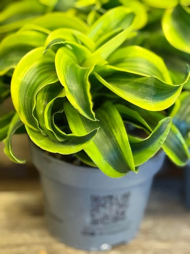 Dracaena draco tornado 12cm - draco,