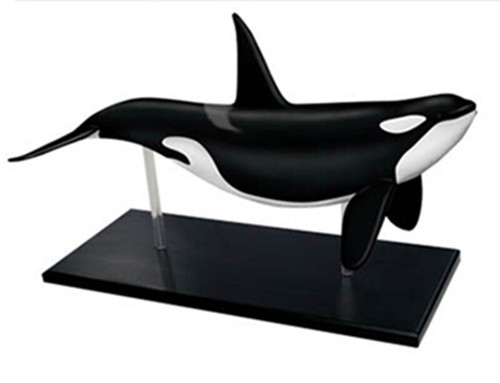 Killer whale model marine - whale,