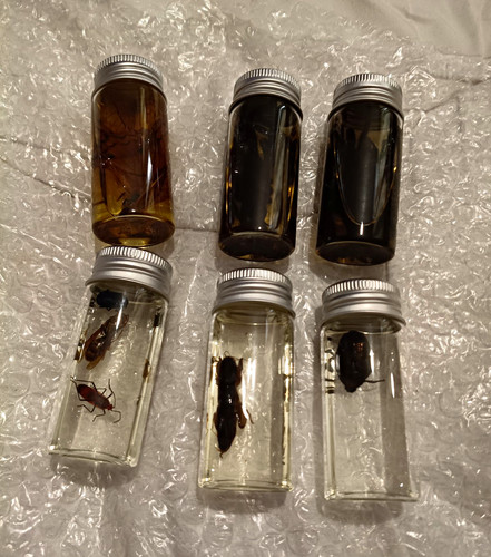 Beetle insect taxidermy - insect,