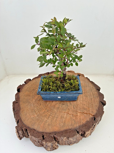 Chinese elm ulmus parvifolia - elm,