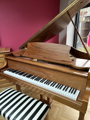 Beautiful samick baby - baby, grand