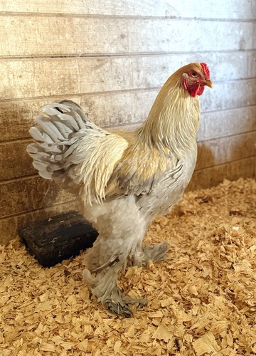 Isabel brahma hatching - brahma,