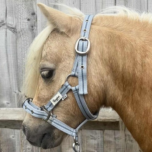 Ruggles shetland miniature - ruggles, shetland-miniature