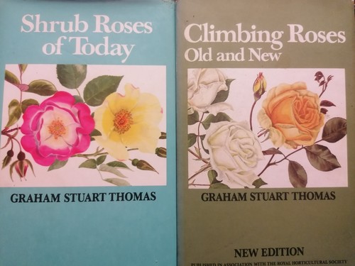 Climbing roses shrub by - climbing,