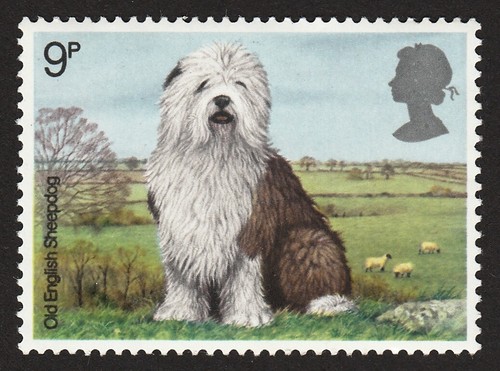 Old english sheepdog int - **, int'l