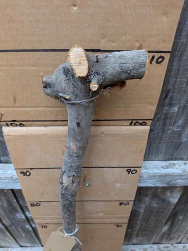 Blackthorn walking stick - walking,