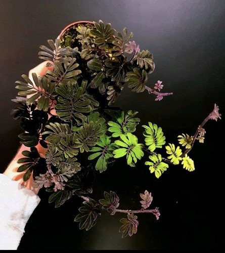 Solanum uleanum terarium - uleanum.,