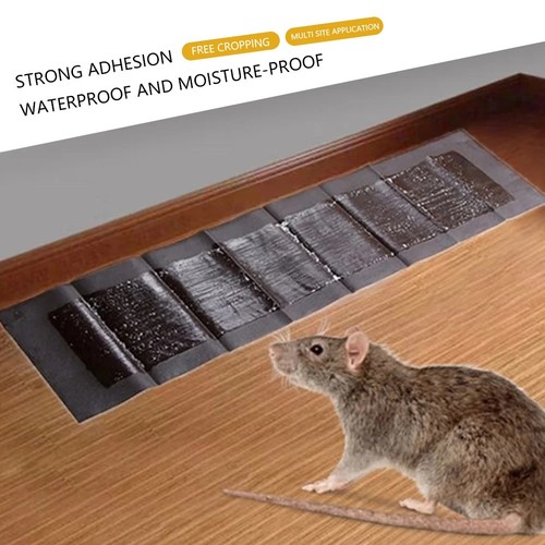 Large size mice mouse - mouse, rodent