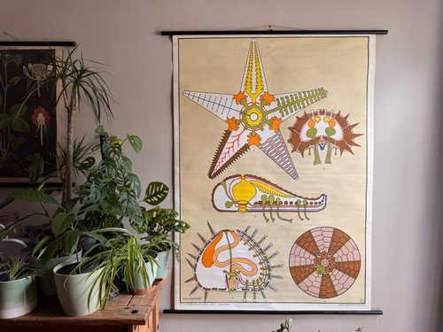 Vintage starfish sea urchin - vintage,