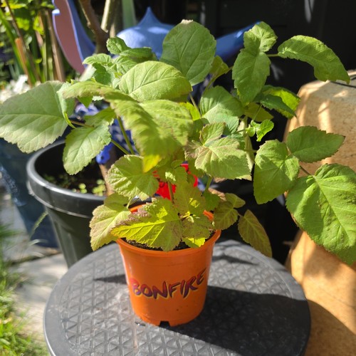 Tayberry hardy fruit bush - tayberry,