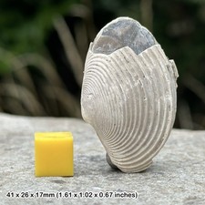 Fossil bivalve shell